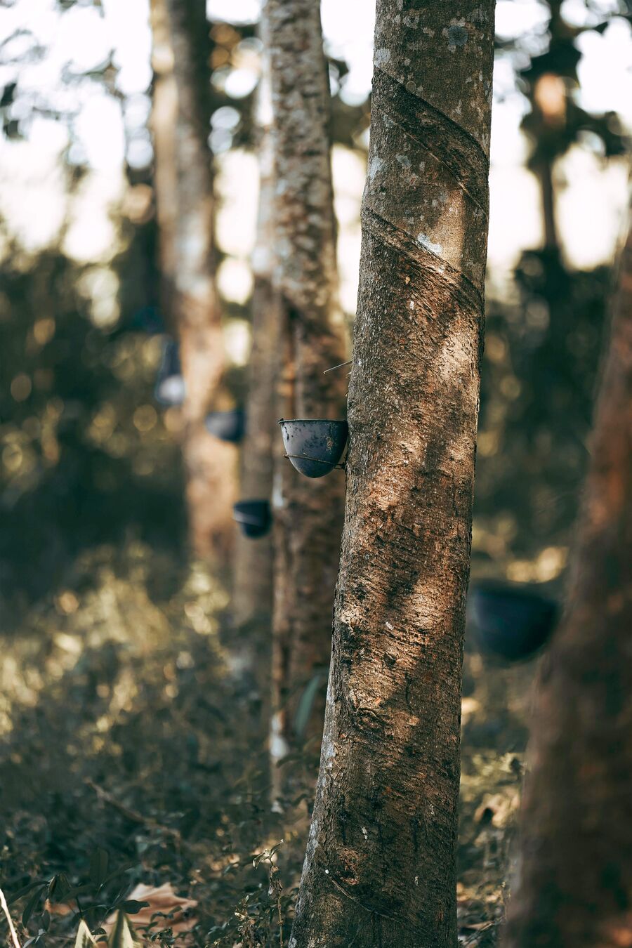 nature latex tree talalay
